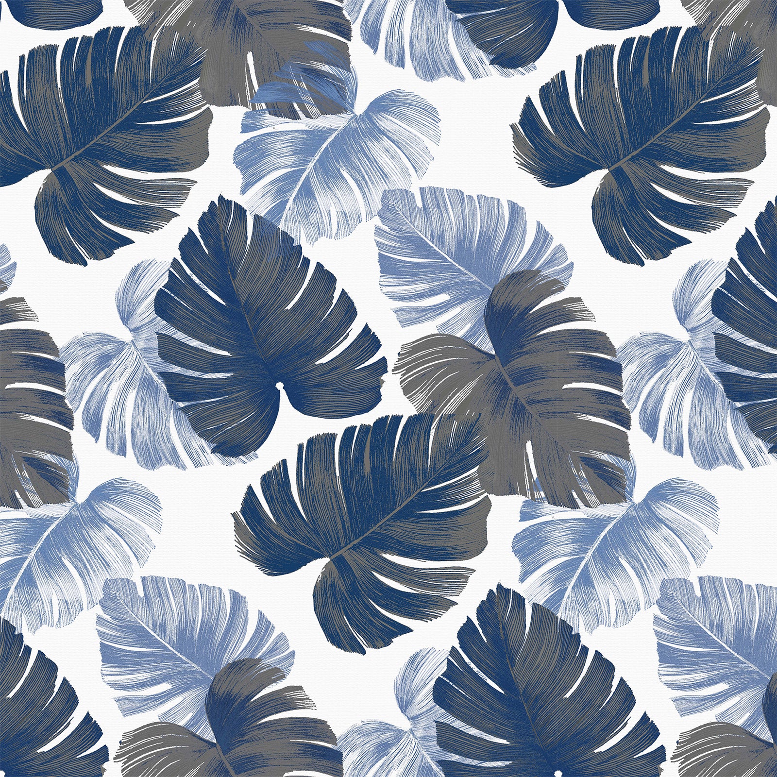 Monstera Blue